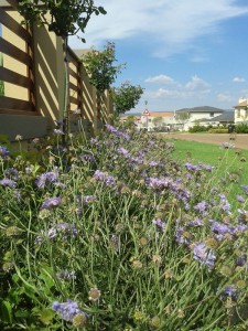 House-Hlongwane_1  